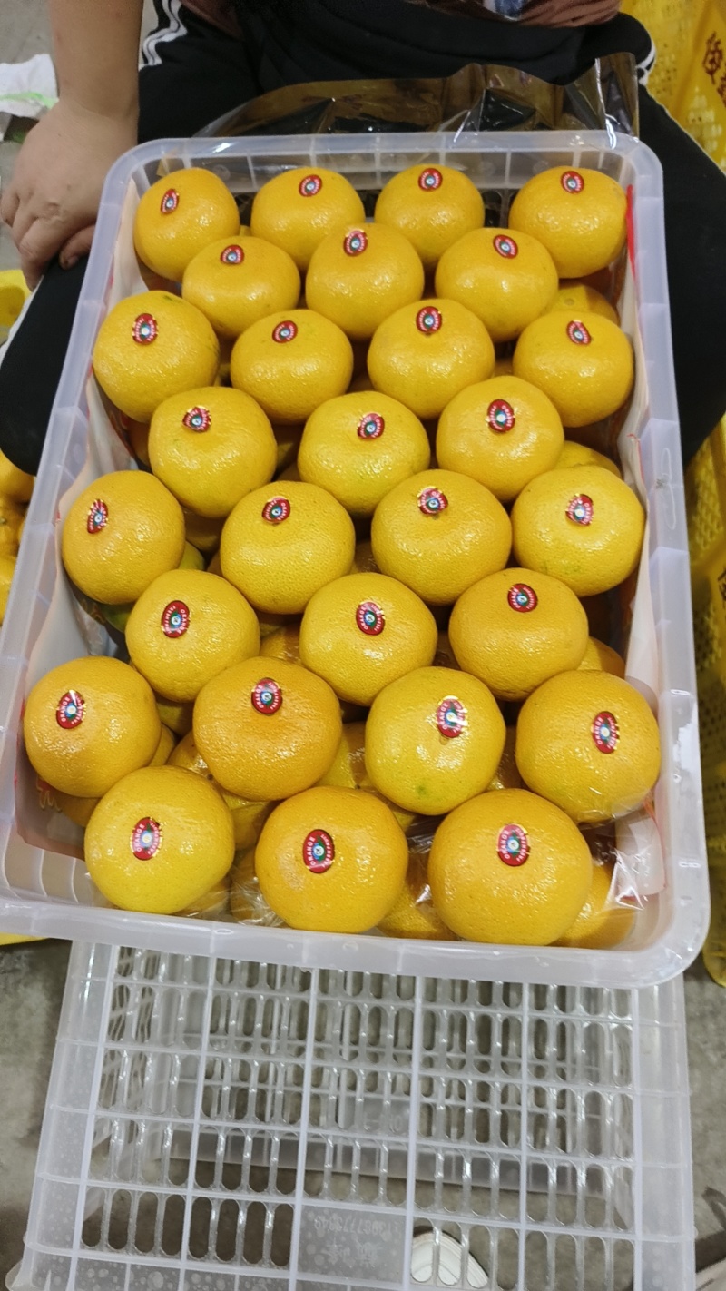 云南特早蜜橘产地现摘现发个大皮薄水分充足