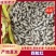 花生四粒红大白沙通货皆可货源充足花生果