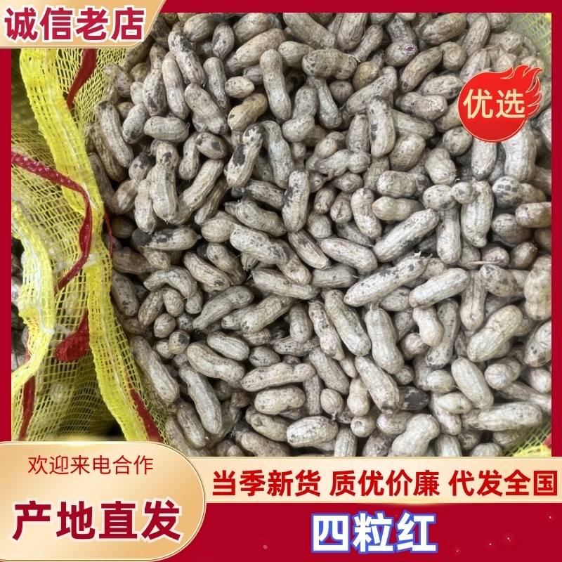花生四粒红大白沙通货皆可货源充足花生果