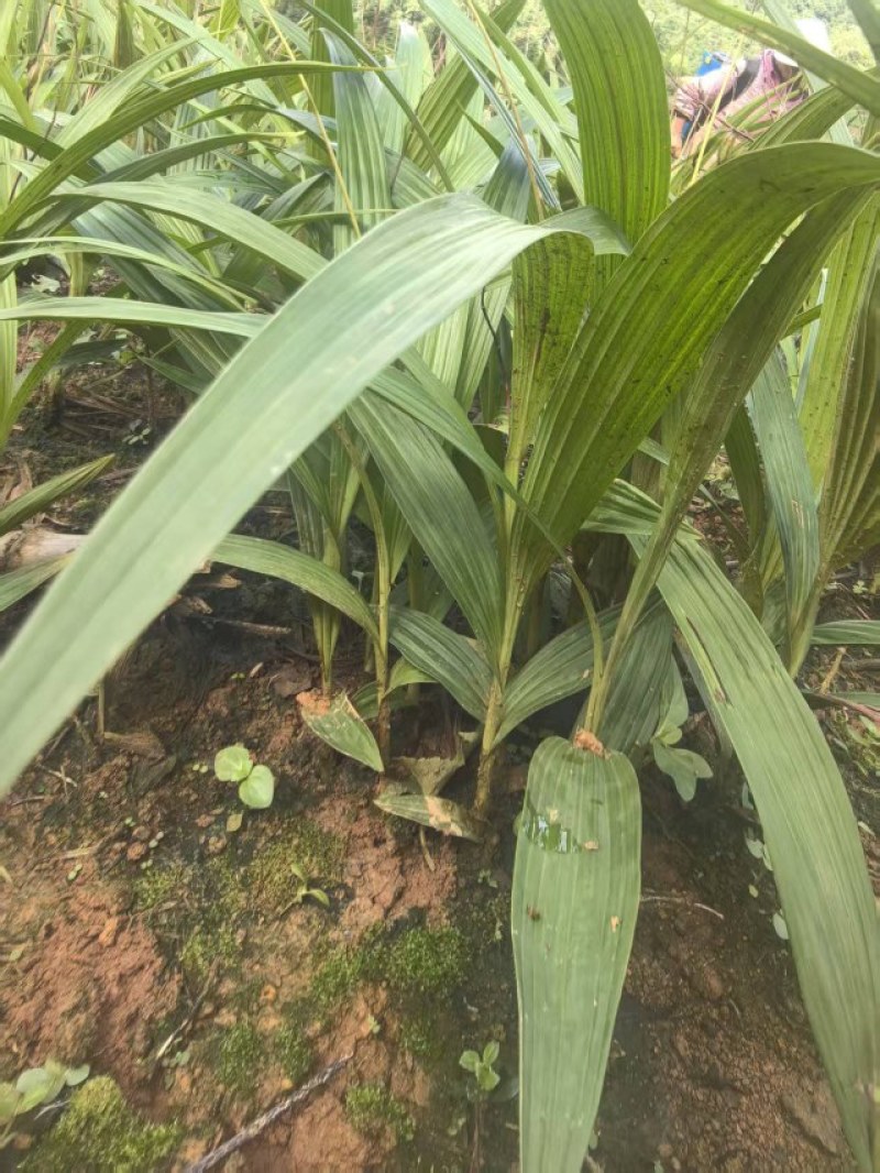 白芨苗，云南白芨苗，紫花三叉，大量现货，基地现挖现发