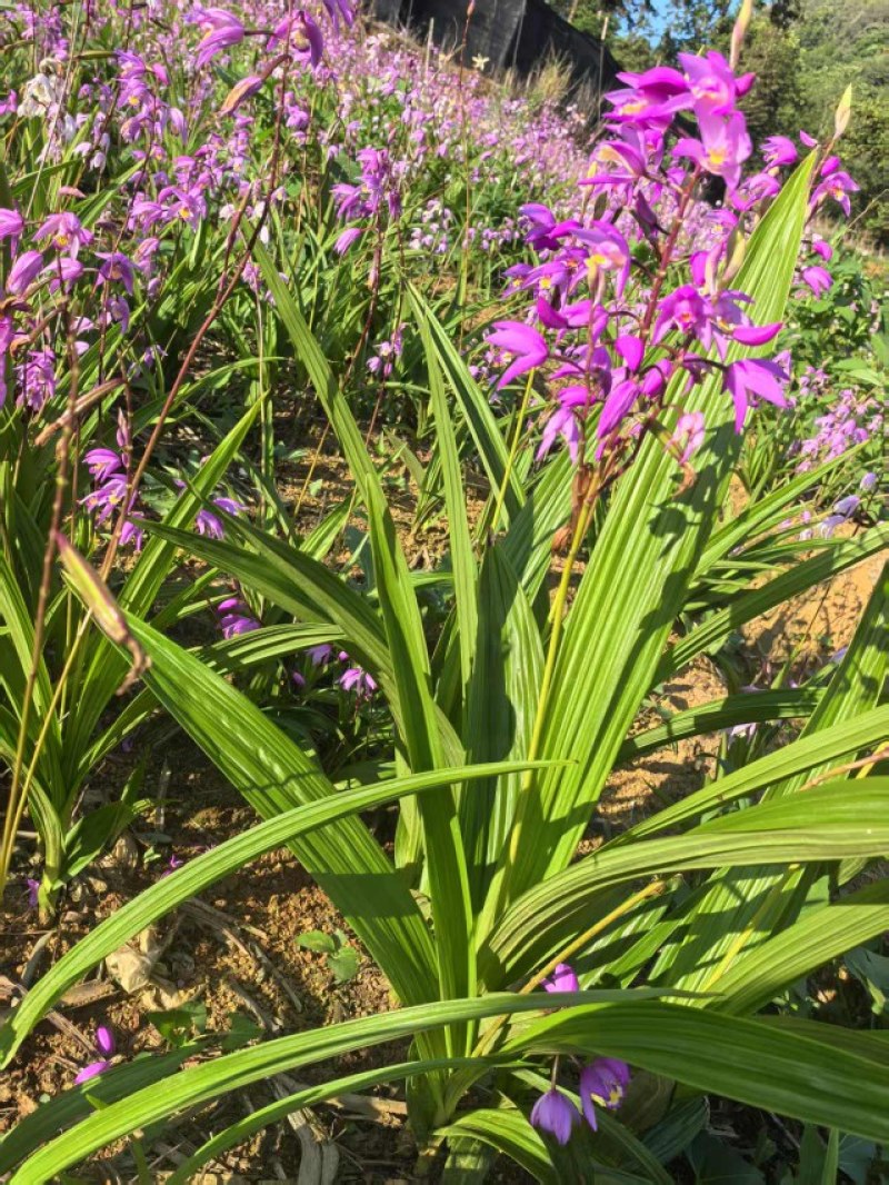 白芨苗，云南白芨苗，紫花三叉，大量现货，基地现挖现发