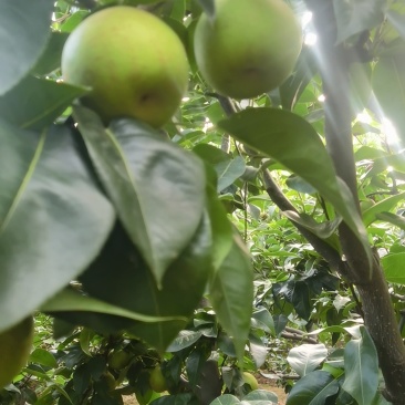 自家种植几十亩翠冠二茬果便宜