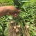 滇黄精2年苗，大量现货规格齐全，当天挖当天发质量保证