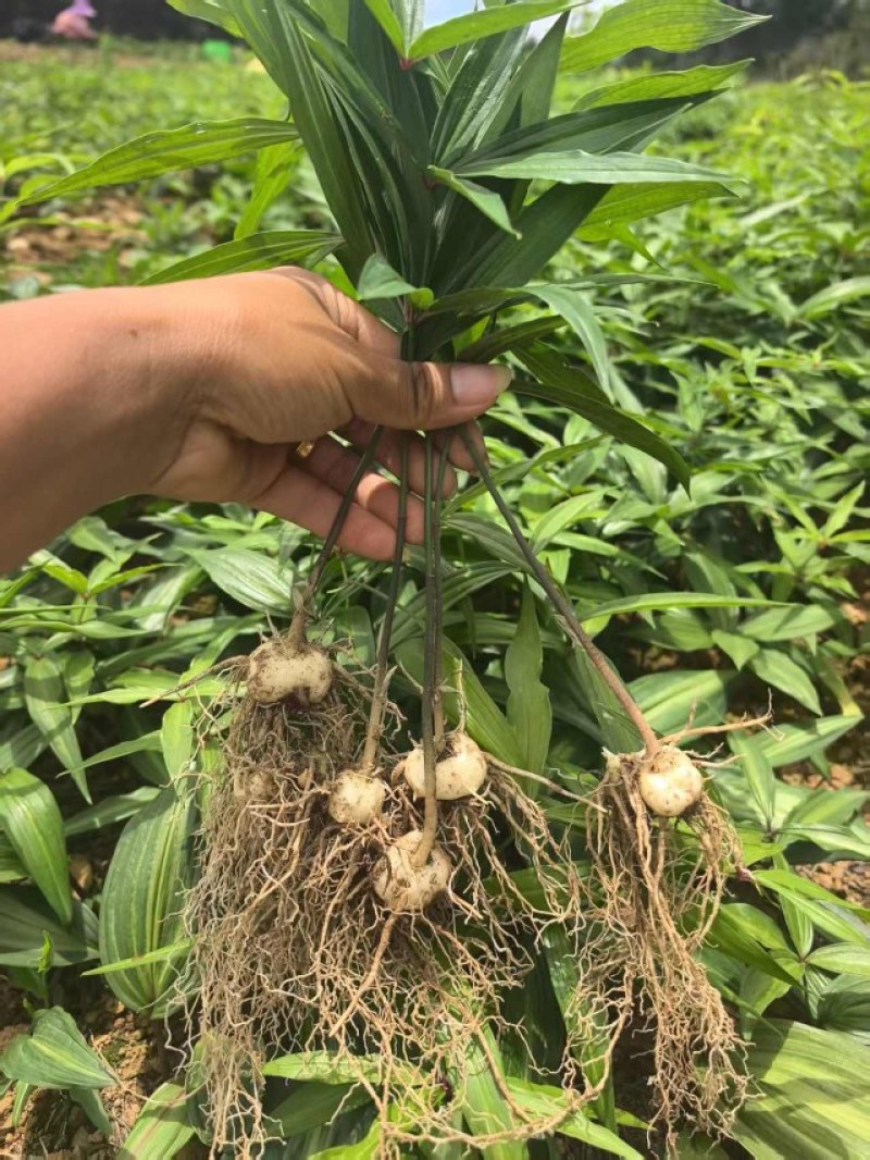 滇黄精2年苗，大量现货规格齐全，当天挖当天发质量保证