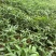滇黄精2年苗，大量现货规格齐全，当天挖当天发质量保证