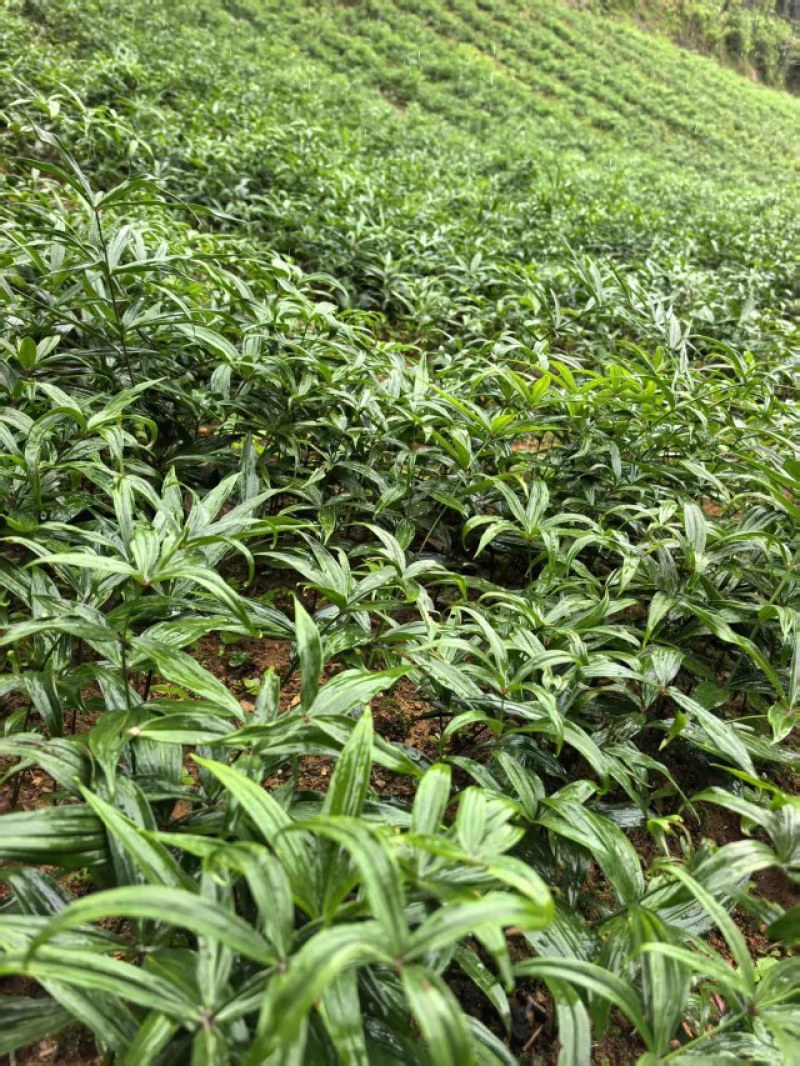 滇黄精2年苗，大量现货规格齐全，当天挖当天发质量保证
