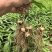 滇黄精2年苗，大量现货规格齐全，当天挖当天发质量保证