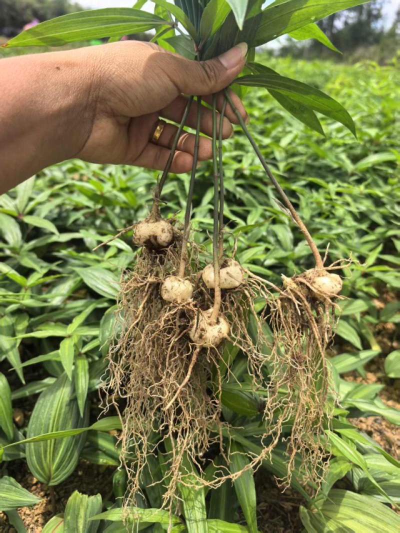 滇黄精2年苗，大量现货规格齐全，当天挖当天发质量保证