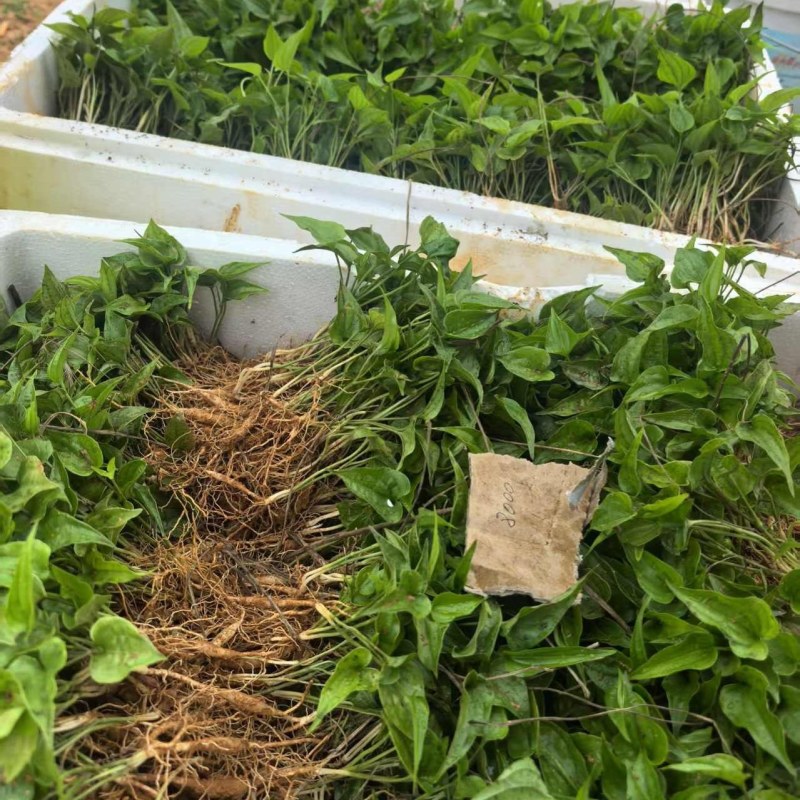 云南白部红花苗，大量现货，白部苗基地直达，保证质量