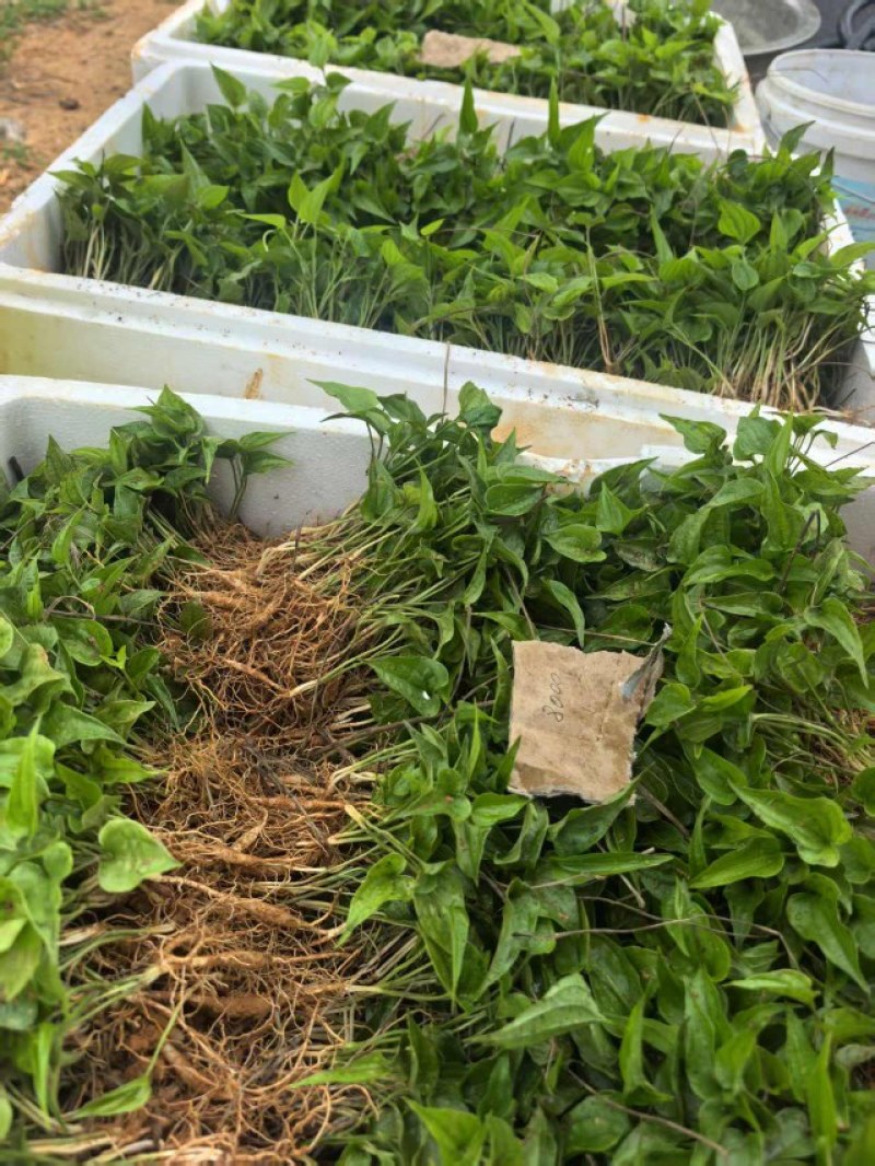 云南白部红花苗，大量现货，白部苗基地直达，保证质量