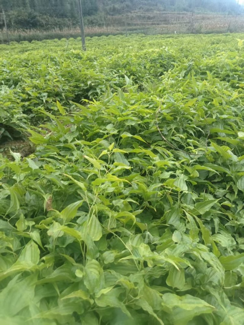 云南白部红花苗，大量现货，白部苗基地直达，保证质量