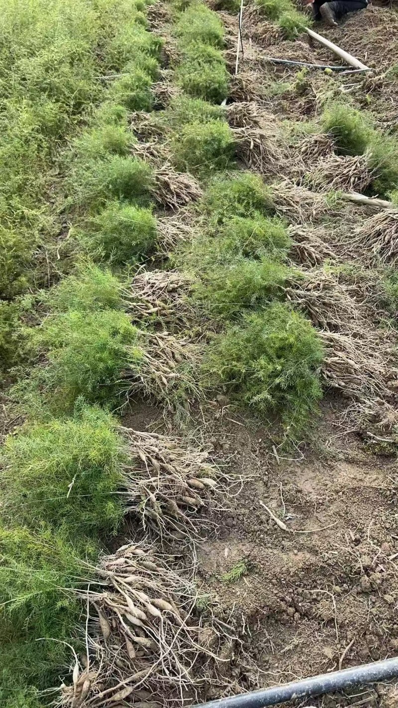 云南大天冬苗，大量现货，自家基地保证质量，全国供应