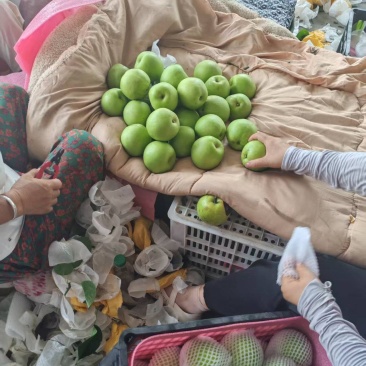 翠玉梨基地直销量大质优价格优惠一手货源欢迎咨询采购