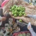 翠玉梨基地直销量大质优价格优惠一手货源欢迎咨询采购