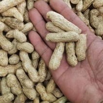 实力开封新花生，鲜花生白沙系列花生个大饱满，货源充足