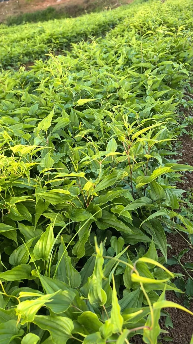 云南白部红花苗，大量现货，白部苗基地直达，保证质量