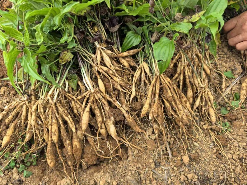 云南白部红花苗，大量现货，白部苗基地直达，保证质量
