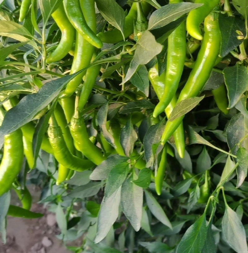 新鲜杭椒品质保证价格温暖各种规格均有货量充足