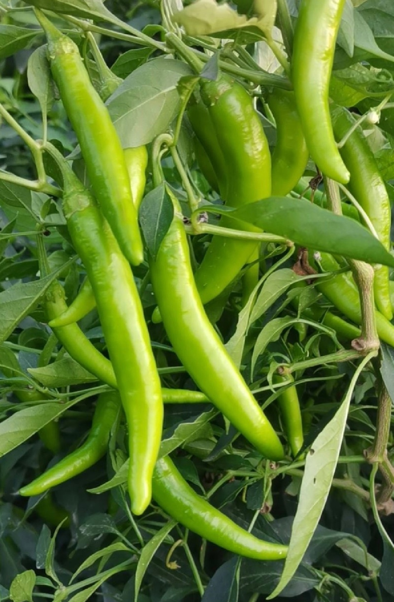 新鲜杭椒品质保证价格温暖各种规格均有货量充足
