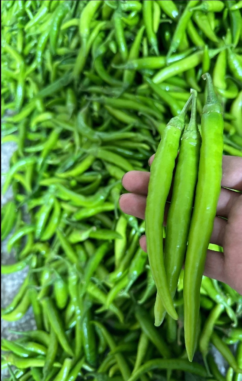 新鲜杭椒品质保证价格温暖各种规格均有货量充足