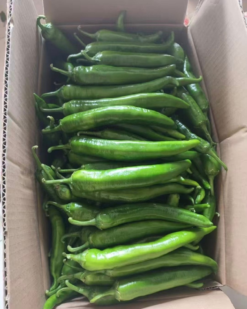 新鲜杭椒品质保证价格温暖各种规格均有货量充足