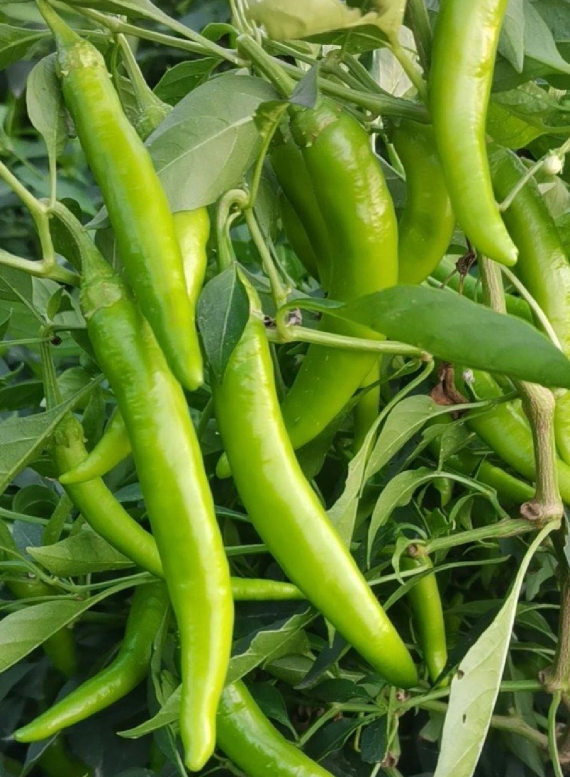新鲜杭椒品质保证价格温暖各种规格均有货量充足