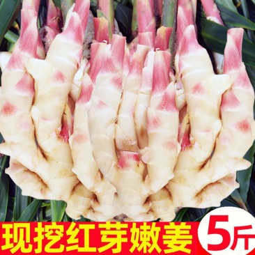 山东嫩姜仔姜净重5斤/3斤生姜鲜姜红芽姜做泡糖醋姜时令应季蔬