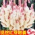 山东嫩姜仔姜净重5斤/3斤生姜鲜姜红芽姜做泡糖醋姜时令应季蔬