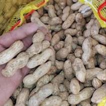 精品新鲜花生，湿花生开封白沙系列产地直发，对接全国市场