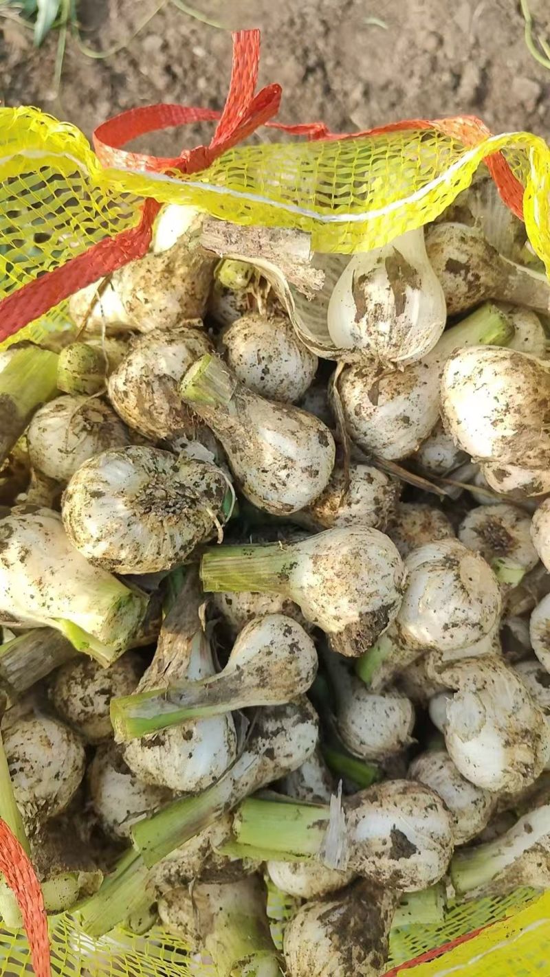 精品吉林大蒜蒜头大量上市货源充足量大从优质量保证