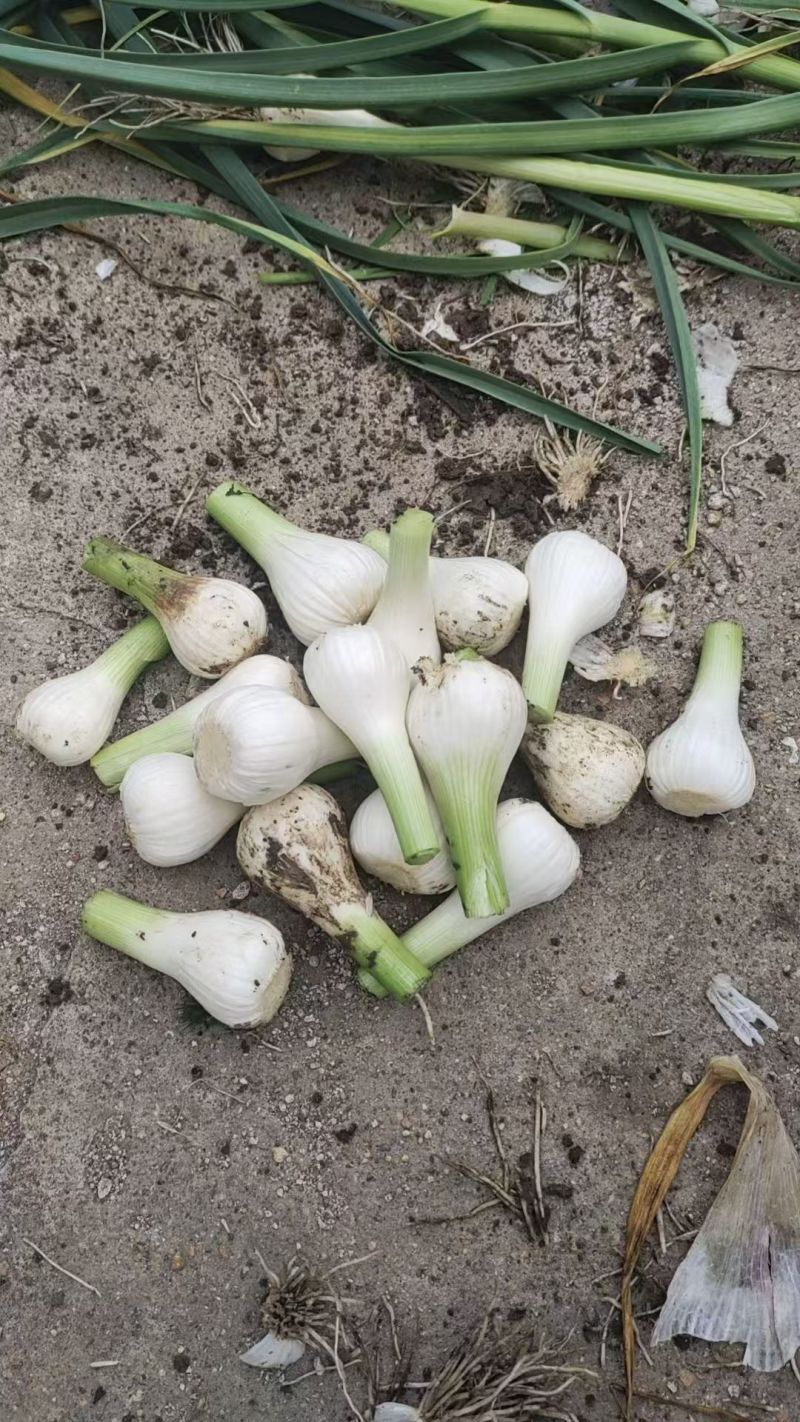 精品吉林大蒜蒜头大量上市货源充足量大从优质量保证