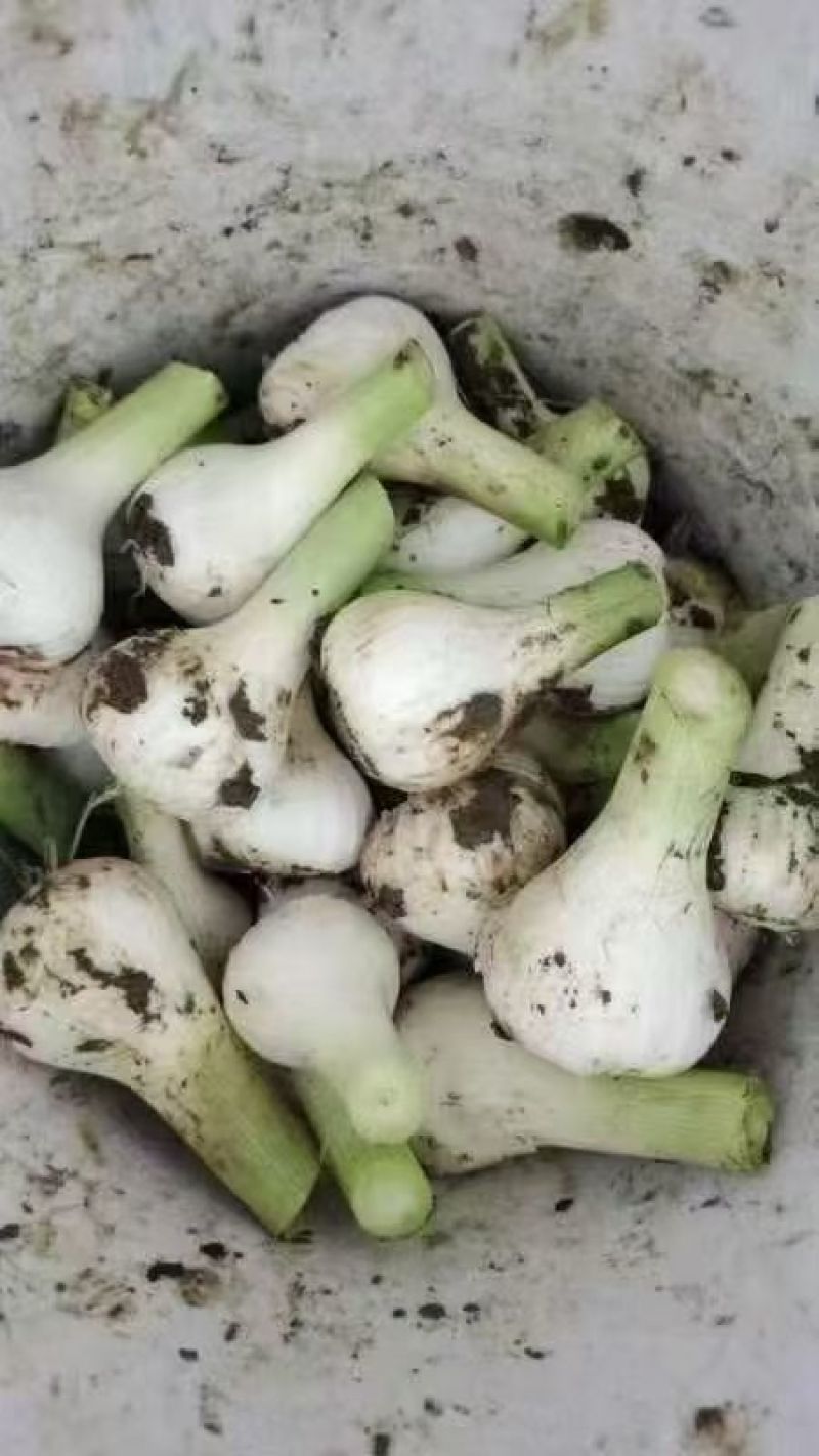 精品吉林大蒜蒜头大量上市货源充足量大从优质量保证