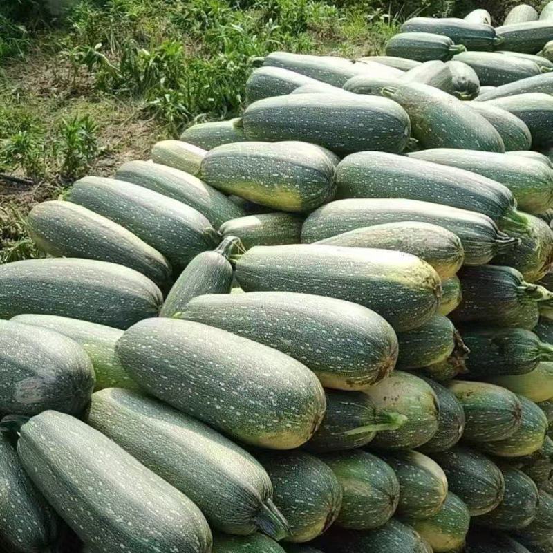 老葫芦大量有货，需要的客户联系我0.2上车
