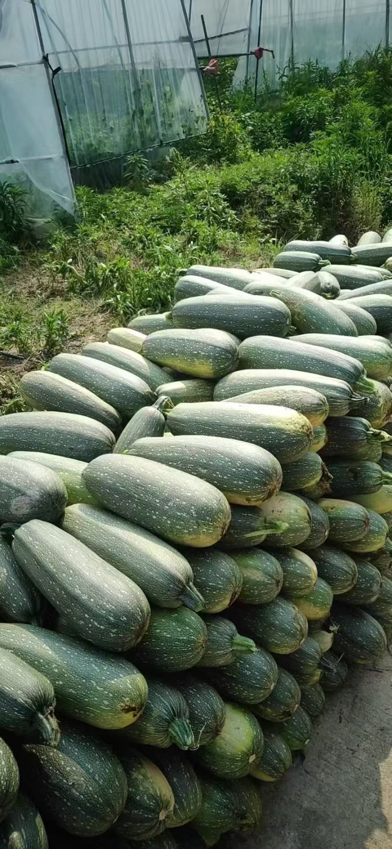 老葫芦大量有货，需要的客户联系我0.2上车
