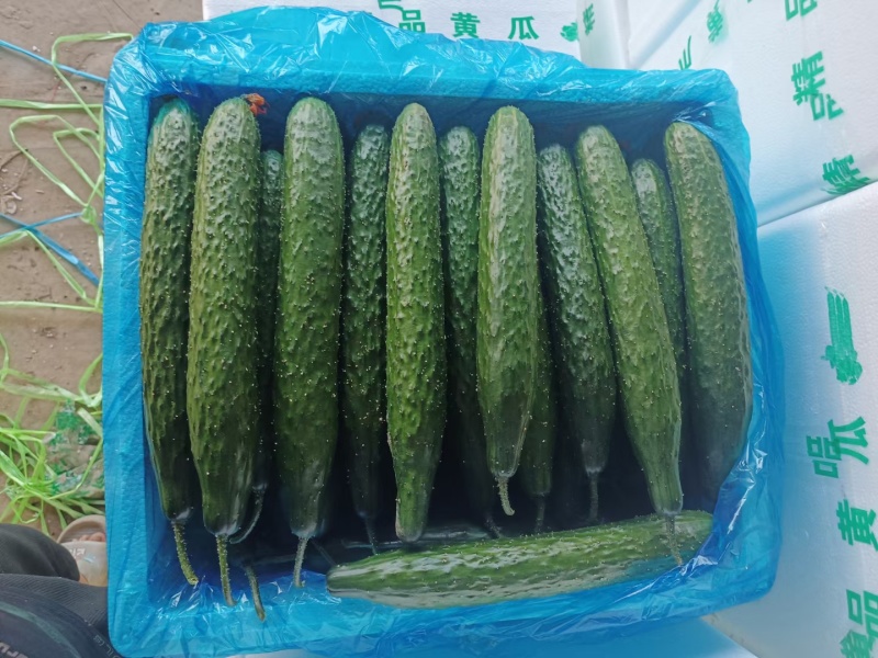 黄瓜密刺黄瓜大量上市，产地直供价格便宜，，质量保证，