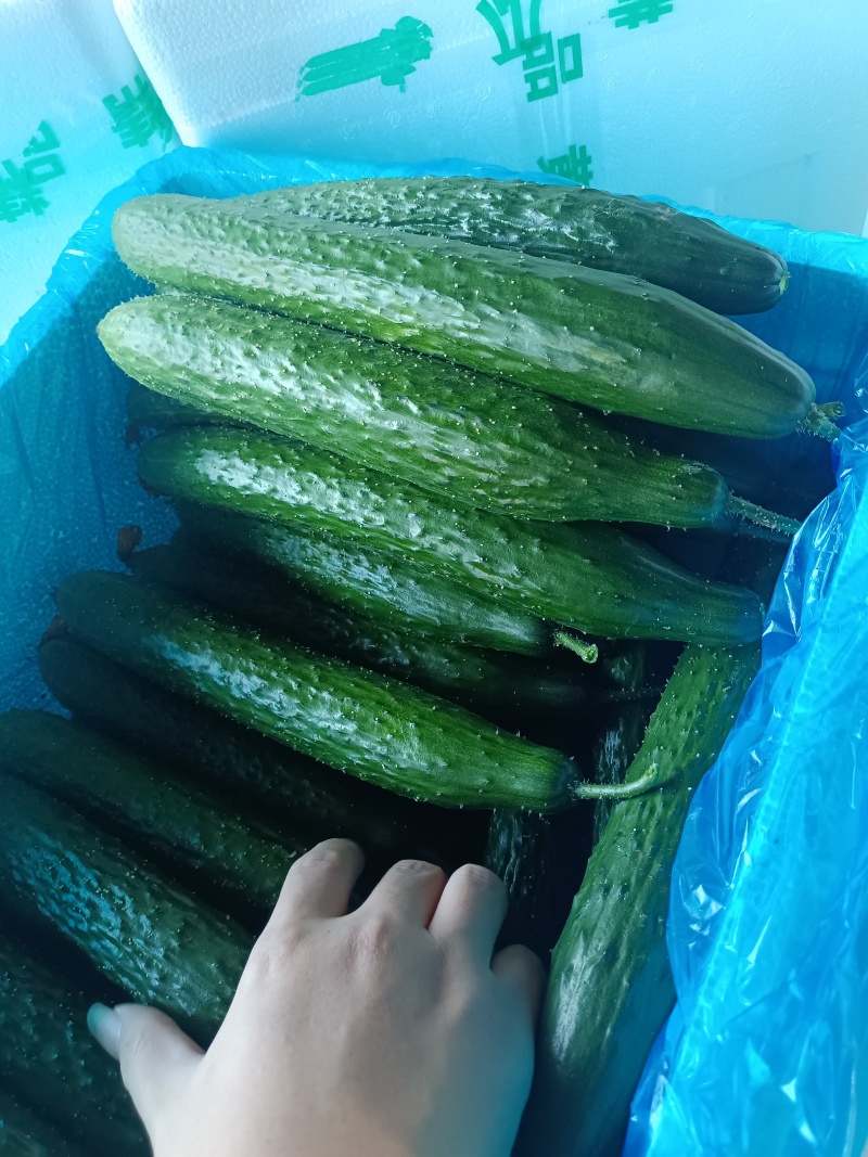 黄瓜密刺黄瓜大量上市，产地直供价格便宜，，质量保证，