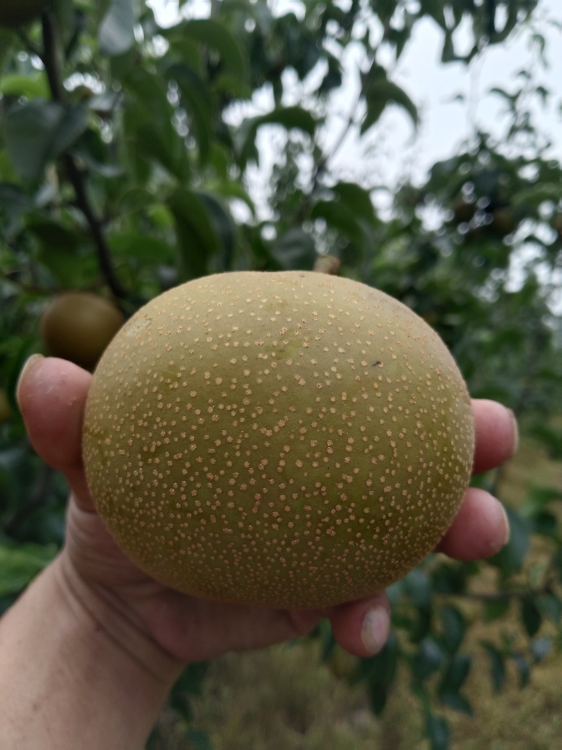 圆黄梨