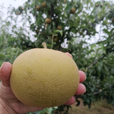 圆黄梨