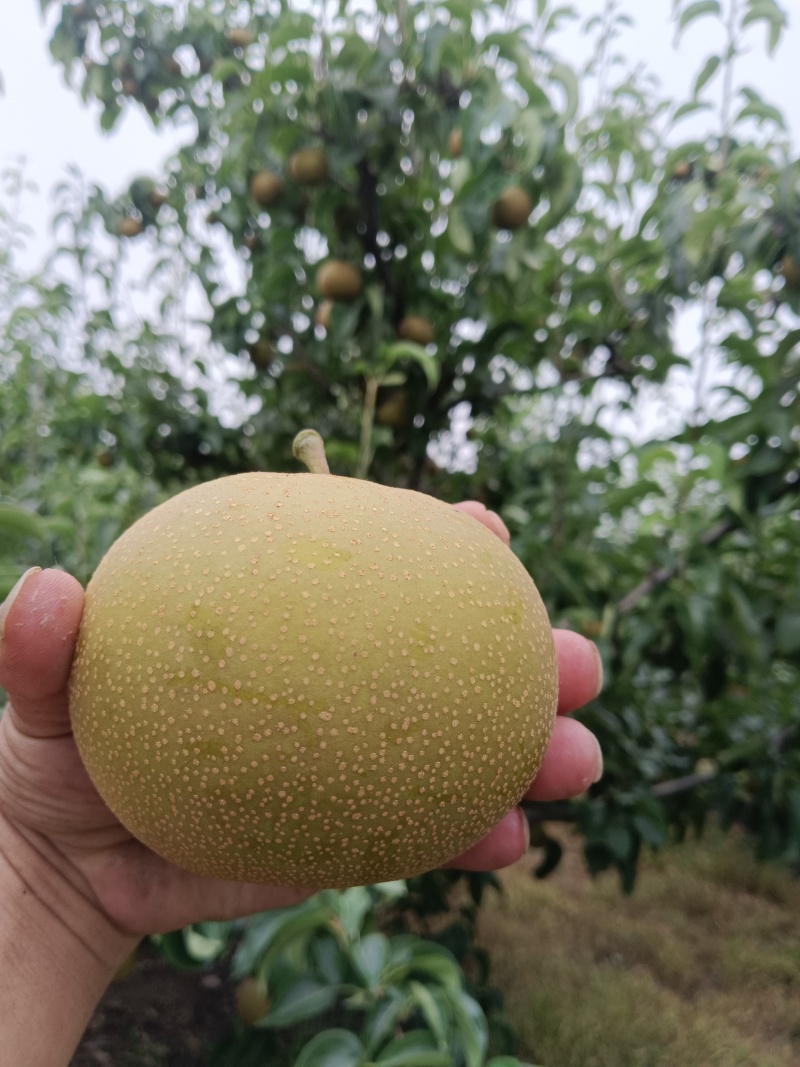 圆黄梨