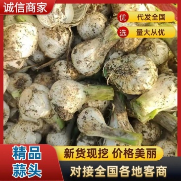 精品吉林大蒜蒜头大量上市货源充足量大从优质量保证