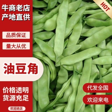 吉林大油豆角上市货源充足量大从优质量保证欢迎咨询