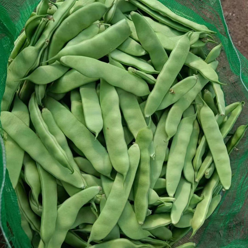 吉林大油豆角上市货源充足量大从优质量保证欢迎咨询