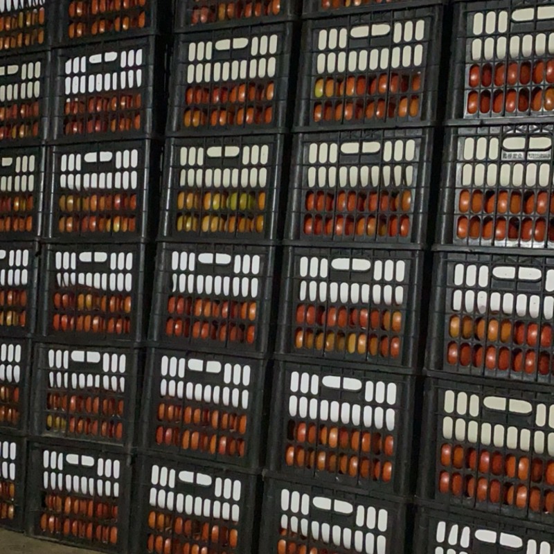 大红西红柿大量上市
