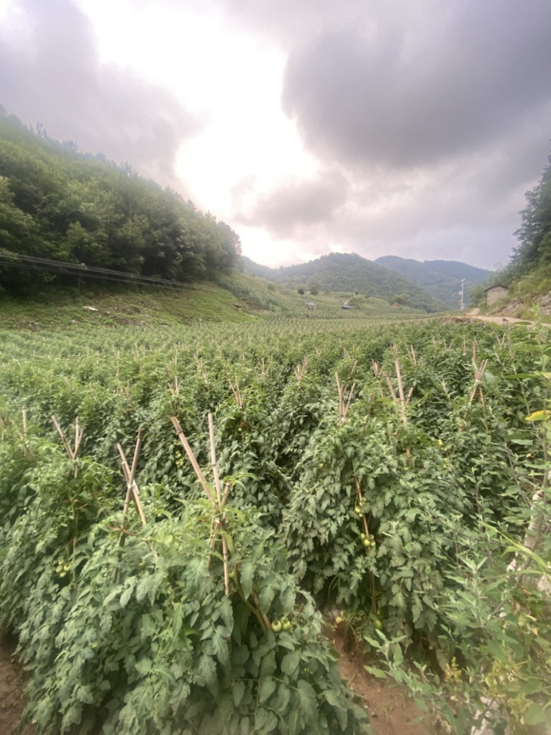 大红西红柿大量上市