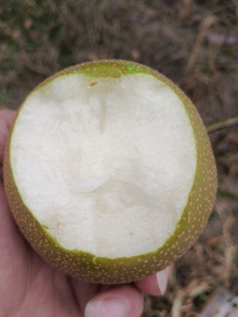 圆黄梨