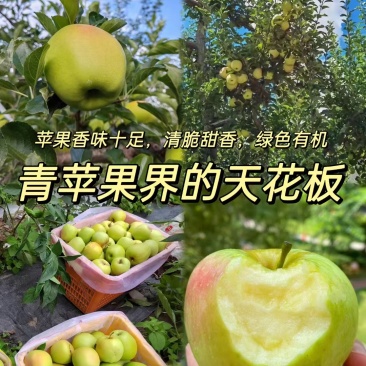 小金青苹果