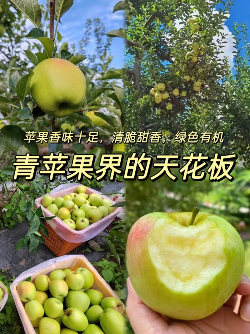 小金青苹果