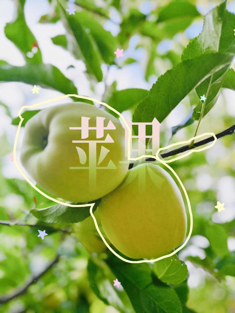 小金青苹果