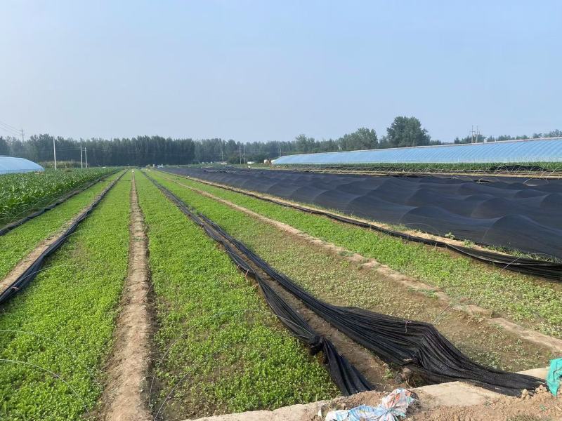 芹菜苗法国皇后文图拉芹菜苗河南基地直发保质保量