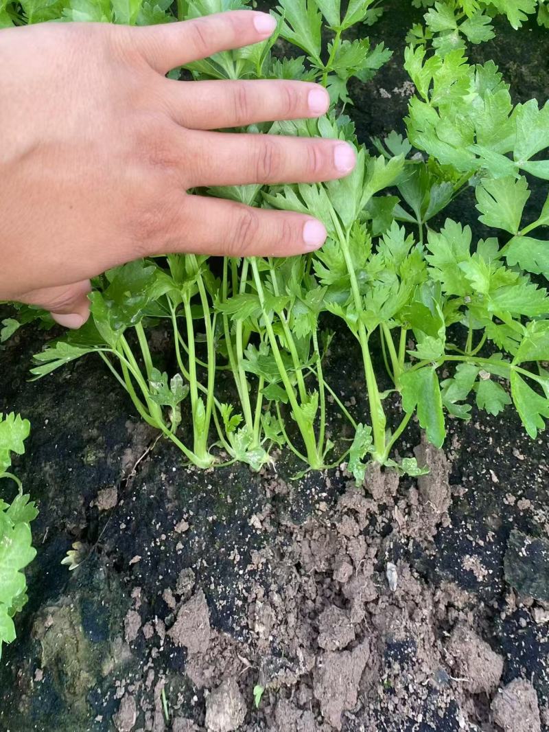 芹菜苗各种品种规格保质保量供货全年供货